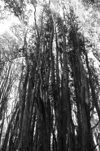 trees 1