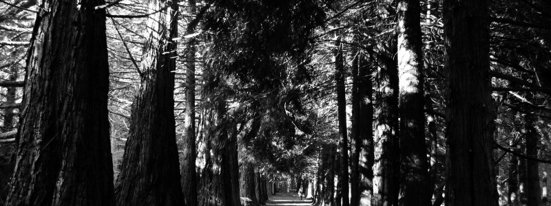 trees 3
